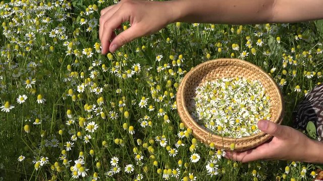 female hands pick camomile herbal flower blooms to wicker dish. 4K
