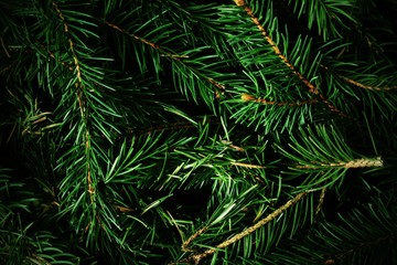 Texture spruce needles