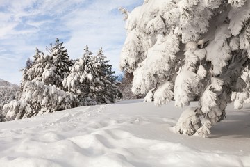 Winter forest landscape.