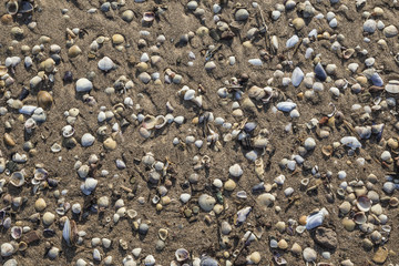 Seashells on sandy beach