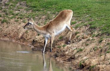 Deer having a drink