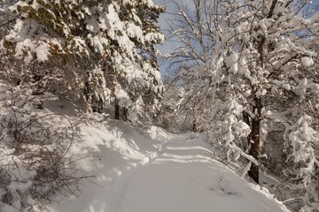Winter forest landscape.