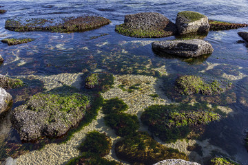 Beauty day view of underwater  sea rocks with algae