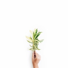 Exotic tropical bouquet in girl's hands on white background. Flat lay, top view