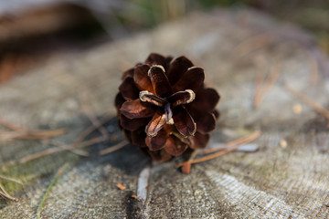Close view of pine cone
