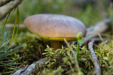 Greville's Bolete or Larch Bolete Suillus grevillei 