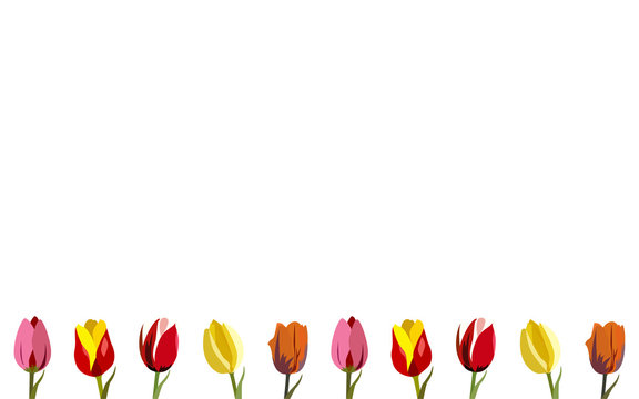 Wallpaper Tulips In Colors, Vector