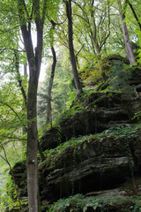 Fototapeta na wymiar trees on rock