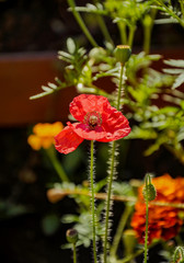 Obraz premium Delicate poppies