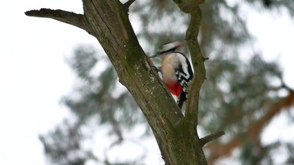 bird woodpecker knocking on wood red feathers wildlife