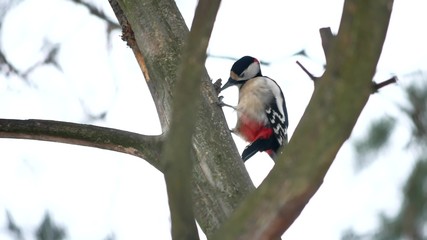 bird red feathers woodpecker wildlife knocking on wood