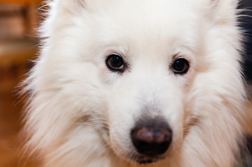 Up close eye contact with white Samoyed dog. Shallow focus on friendly eyes.