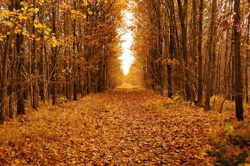 Herbstbild Waldschneise