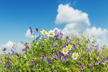 wild chamomiles flower in green grass and blue sky with clouds o