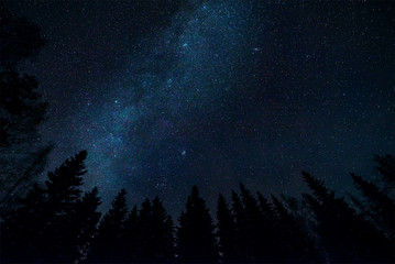 Milky way and tree tops in starry night sky landscape