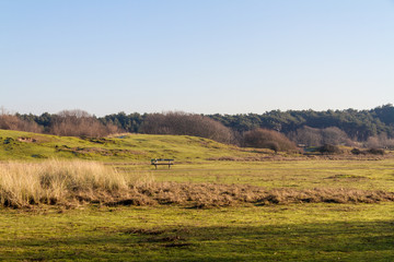 Distant Pinewoods