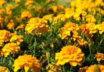 Yellow marigolds in a flower bed 2