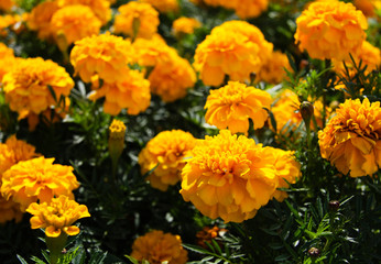 Orange marigolds in a flower bed 4