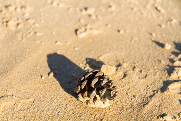 Pine Cone