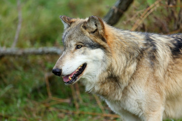 Naklejka na ściany i meble Head and shoulders portrait of a wolf