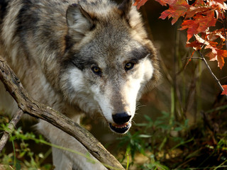 wolf staring forward through brush