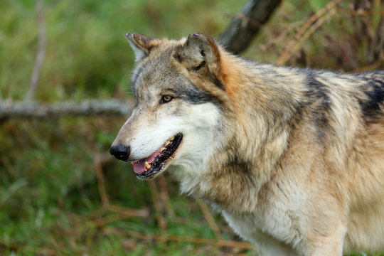 Head and shoulders portrait of a wolf