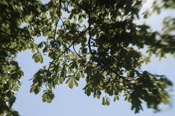 Chestnut tree