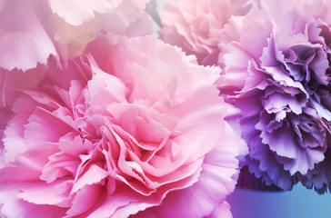 Pink flowers
