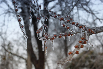 Icicles on twig with berries