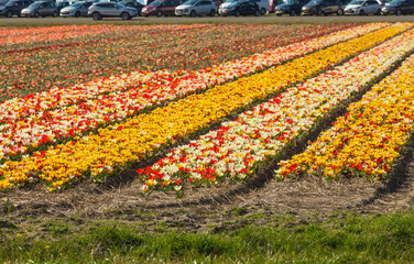 Tulip field in Netherlands