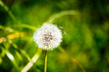 Pusteblume Löwenzahn in der Wiese