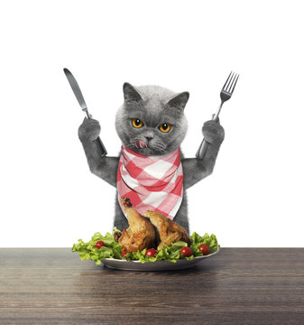 Cat is going to eat chicken
