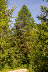 Fototapeta premium Mountain landscape in summer
