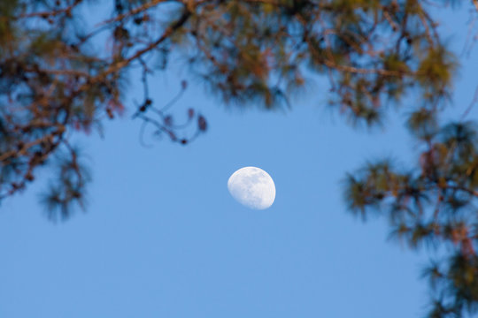 Half moon appear in the afternoon time in the sky with brach of tree at the foreground