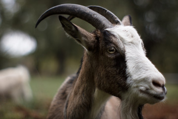 Portrait of a goat, closeup