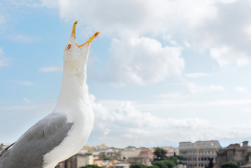 Gabbiano