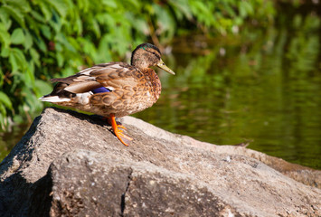 Birds and animals in wildlife. Amazing mallard duck on the stone