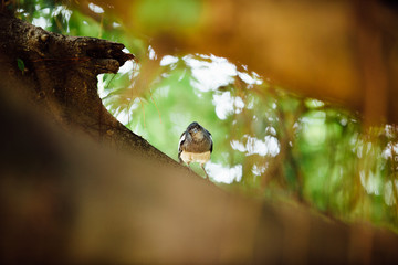 curious beautiful tropical bird on a branch of  tree, looking i
