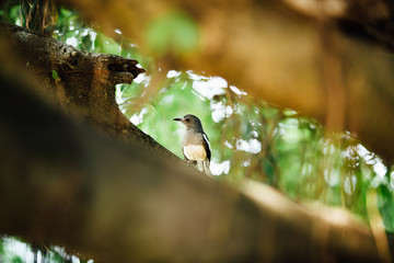 curious beautiful tropical bird on a branch of  tree, looking i