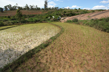 Naklejka premium rice fileld - Madagascar landscape