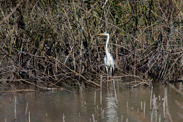 great gray heron hunting in a swamp
