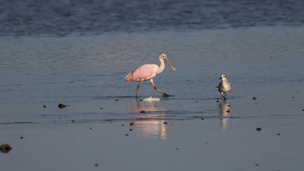 Roseate Spoonbill and Laughing Gull with Fish, J.N. ''Ding'' Dar