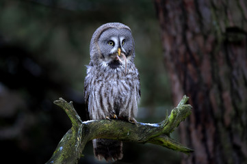 Great grey owl eating prey