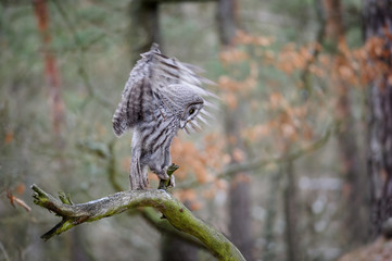 Landing great grey owl