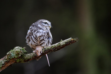 Little owl with mouse prey