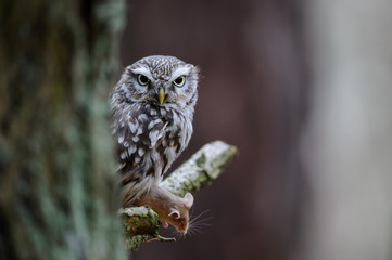Little owl with hunted mouse next to tree trunk