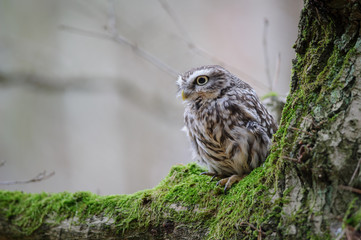Little owl with on tree with moss