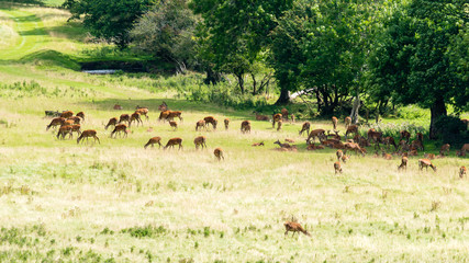 Horde Of Deer in Bristol England