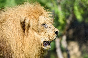 Wild African Lion King Portrait