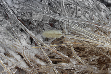 Ice covered Grass